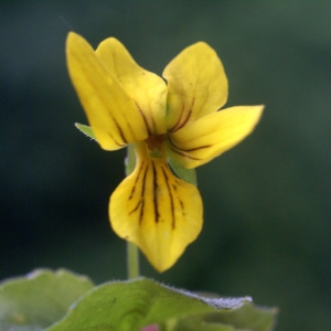 Photographie n°59565 du taxon Viola biflora L. [1753]