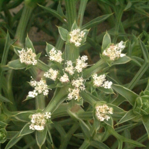 Photographie n°59576 du taxon Echinophora spinosa L. [1753]