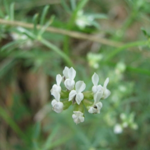 Photographie n°59579 du taxon Dorycnium pentaphyllum Scop.