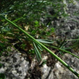 Photographie n°59581 du taxon Dorycnium pentaphyllum Scop.