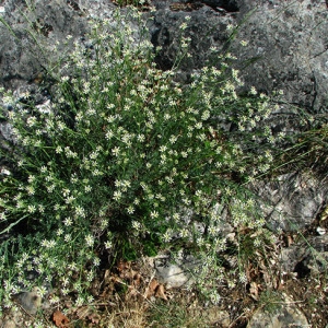 Photographie n°59582 du taxon Dorycnium pentaphyllum Scop.