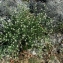  Catherine MAHYEUX - Dorycnium pentaphyllum Scop.