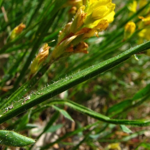 Photographie n°59587 du taxon Genista sagittalis L. [1753]