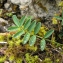  Catherine MAHYEUX - Hippocrepis comosa L. [1753]