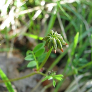 Photographie n°59591 du taxon Hippocrepis comosa L. [1753]