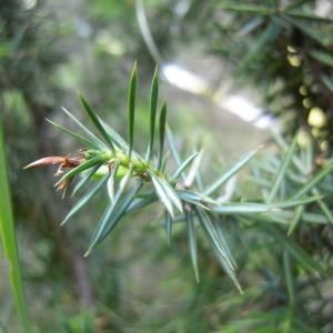 Photographie n°59594 du taxon Juniperus communis L. [1753]