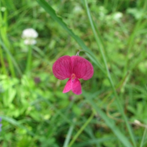 Photographie n°59602 du taxon Lathyrus nissolia L. [1753]