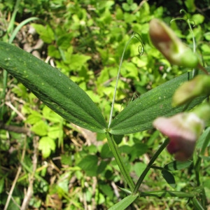 Photographie n°59611 du taxon Lathyrus sylvestris L. [1753]