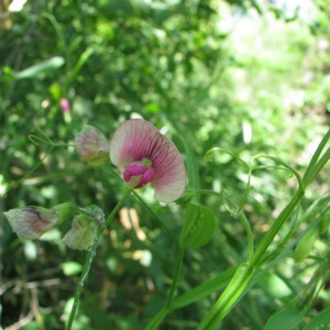 Photographie n°59614 du taxon Lathyrus sylvestris L. [1753]