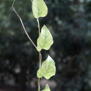 Photographie n°59615 du taxon Boussingaultia cordifolia Ten. [1853]