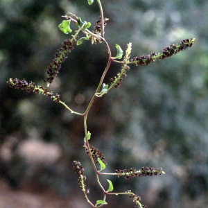 Photographie n°59616 du taxon Boussingaultia cordifolia Ten. [1853]