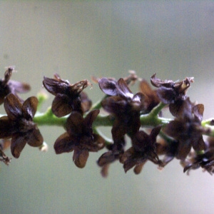 Boussingaultia cordifolia Ten. (Boussingaultie)