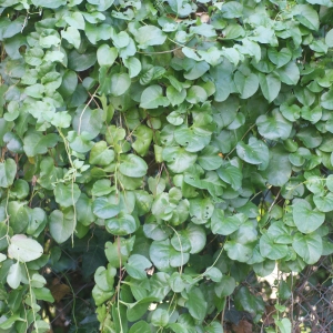 Photographie n°59619 du taxon Boussingaultia cordifolia Ten. [1853]