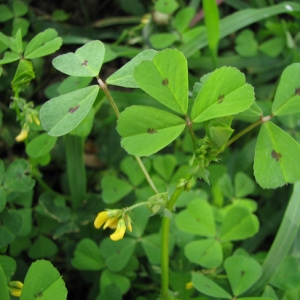 Photographie n°59622 du taxon Medicago arabica (L.) Huds.