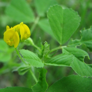 Photographie n°59623 du taxon Medicago arabica (L.) Huds.