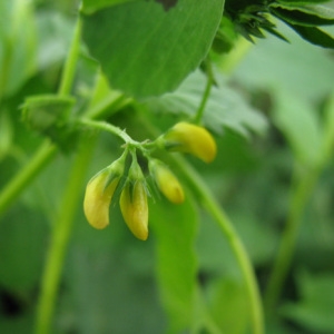 Photographie n°59624 du taxon Medicago arabica (L.) Huds.