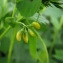  Catherine MAHYEUX - Medicago arabica (L.) Huds.