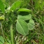  Catherine MAHYEUX - Medicago lupulina L. [1753]