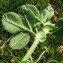  Catherine MAHYEUX - Medicago lupulina L. [1753]