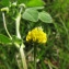  Catherine MAHYEUX - Medicago lupulina L. [1753]