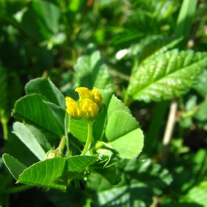 Medica muricata (Willd.) Bubani (Luzerne à fruits nombreux)