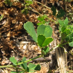 Photographie n°59633 du taxon Medicago polymorpha L. [1753]