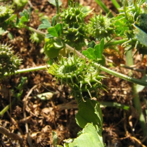 Photographie n°59636 du taxon Medicago polymorpha L. [1753]