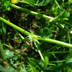 Photographie n°59637 du taxon Medicago polymorpha L.