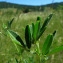  Catherine MAHYEUX - Medicago sativa L.