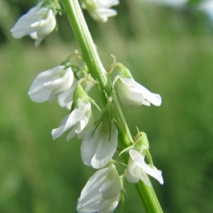 Photographie n°59643 du taxon Melilotus albus Medik. [1787]