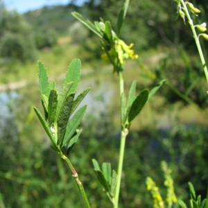 Photographie n°59647 du taxon Melilotus officinalis (L.) Lam. [1779]