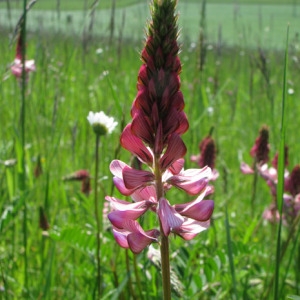 Photographie n°59649 du taxon Onobrychis viciifolia Scop. [1772]