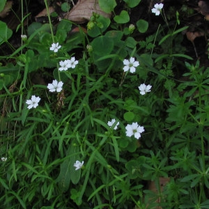 Heliosperma pusillum (Waldst. & Kit.) Rchb. subsp. pusillum (Silène à quatre dents)