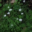  Joceline Chappert-bessiere - Silene pusilla subsp. pusilla