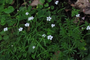 Joceline Chappert-bessiere, le 15 juillet 2011 (Esparros (Hautes-Baronnies))