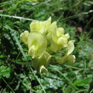 Photographie n°59673 du taxon Oxytropis campestris (L.) DC. [1802]