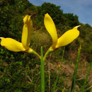 Photographie n°59675 du taxon Spartium junceum L. [1753]