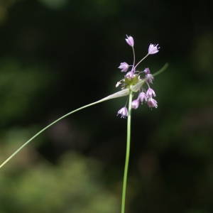 Photographie n°59686 du taxon Allium carinatum L. [1753]