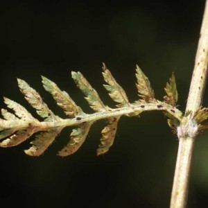 Photographie n°59691 du taxon Tanacetum corymbosum (L.) Sch.Bip. [1844]