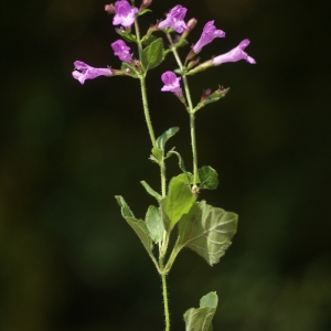 Photographie n°59700 du taxon Calamintha sylvatica Bromf. [1845]