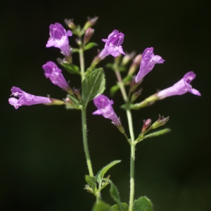 Photographie n°59701 du taxon Calamintha sylvatica Bromf. [1845]