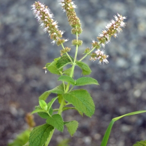 Photographie n°59704 du taxon Mentha longifolia (L.) Huds. [1762]