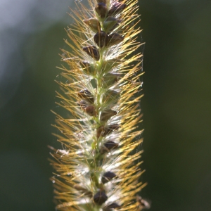 Photographie n°59716 du taxon Setaria glauca sensu auct. gall.