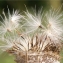  Liliane Roubaudi - Cirsium eriophorum (L.) Scop. [1772]