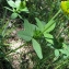  Catherine MAHYEUX - Trifolium badium Schreb.