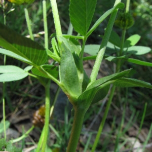 Photographie n°59723 du taxon Trifolium badium Schreb.