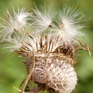 Photographie n°59725 du taxon Cirsium eriophorum (L.) Scop. [1772]