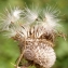  Liliane Roubaudi - Cirsium eriophorum (L.) Scop. [1772]