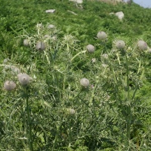 Photographie n°59726 du taxon Cirsium eriophorum (L.) Scop. [1772]