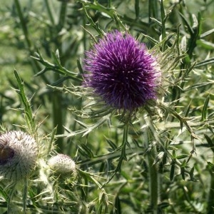 Photographie n°59728 du taxon Cirsium eriophorum (L.) Scop. [1772]